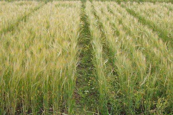 Сорные растения на полях яровой пшеницы