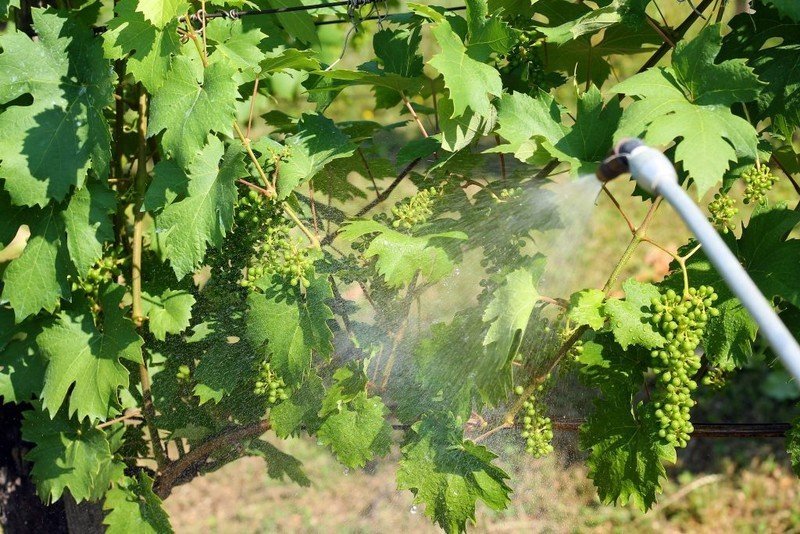 Опрыскивание виноградной лозы