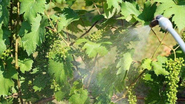 Применение Нитрофена для винограда
