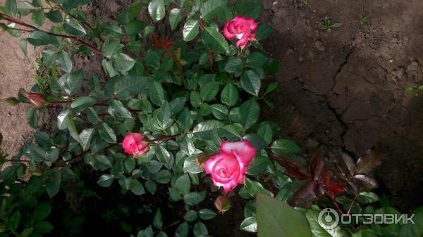 Роза чайно гибридная роза гожар