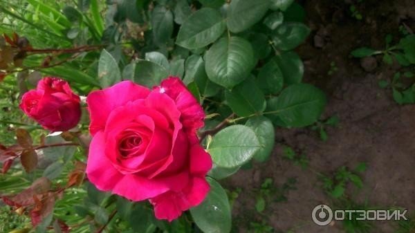 Роза ланком чайно-гибридная