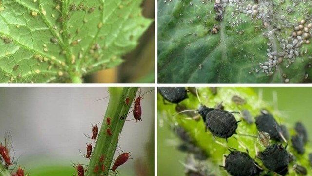 Псиллиды, или листоблошки как вредители плодовых культур, меры борьбы
