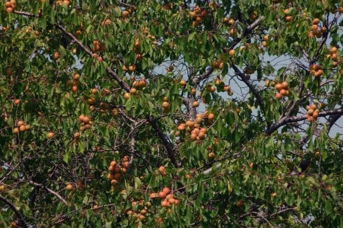 Абрикос маньчжурский дерево