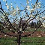 Как сформировать крону яблони и внести разнообразие в свой сад