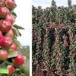 Обрезка колоновидных яблонь: схемы, как обрезать весной, летом и осенью