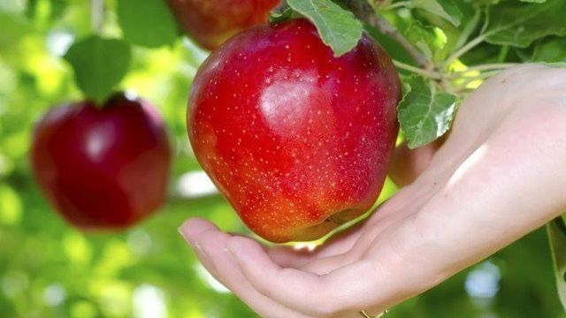 Яблоки Макинтош (Мекинтош): описание сорта, фото, отзывы, как выглядит, хранение