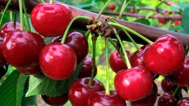 Дюк — гибрид черешни и вишни: всё о гибридах вишни и черешни, характеристики, выращивание, отзывы, лучшие сорта, фото