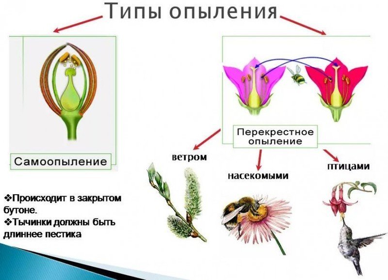 Схема опыления цветковых растений