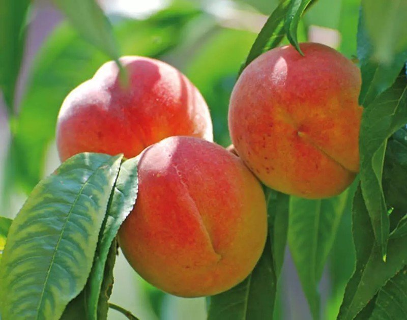 Сорт персика редхейвен