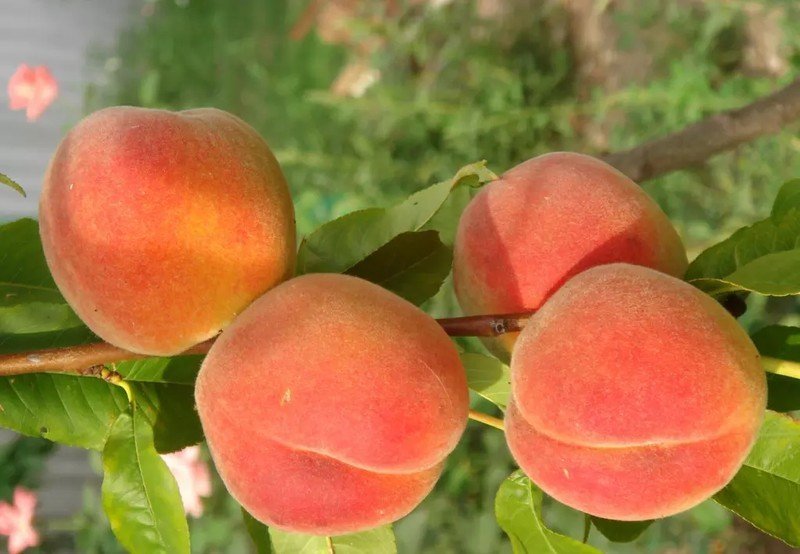 Сорт персика воронежский кустовой