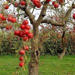 Ранние сорта яблок (17 фото): описание яблони «Раннее Алое» и «Раннее сладкое», самые популярные сорта