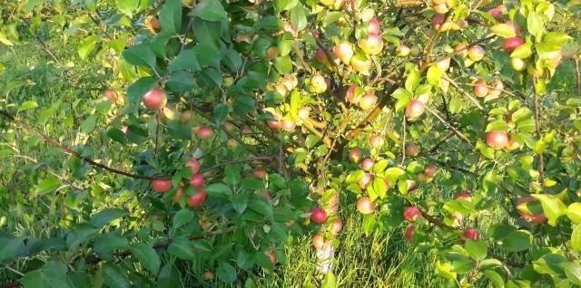 Яблоня малиновка