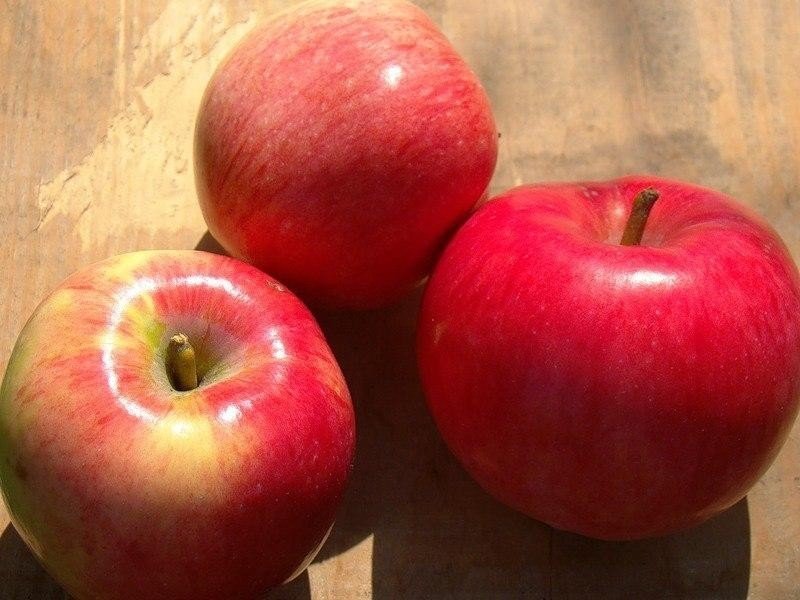 Сорта яблок анис свердловский