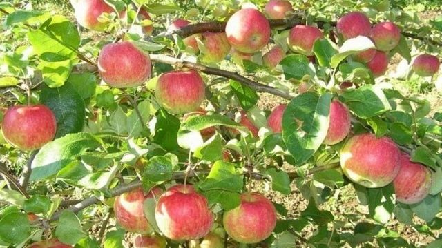 О яблоне Рождественское: описание сорта, характеристики, агротехника