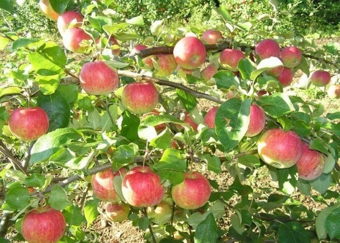 Сорт яблок пепин шафран