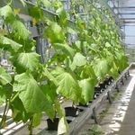 Генератор СО2 для теплиц и другие способы организации фотосинтеза ваших растений