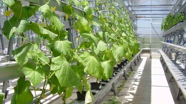 Генератор СО2 для теплиц и другие способы организации фотосинтеза ваших растений