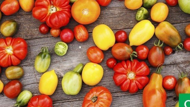 10 самых урожайных сортов томатов