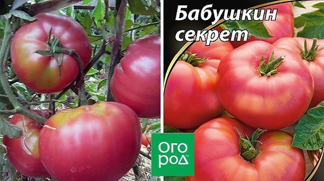 Сорт помидор бабушкин секрет семена