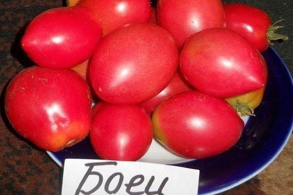 Сорт томатов боец буян