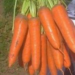 Характеристика моркови сорта Абако f1