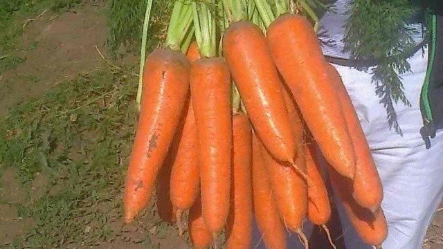 Характеристика моркови сорта Абако f1