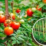 Хороший урожай при минимальном уходе — томат Непас 14 непасынкующийся сахарный