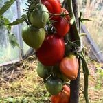 Иностранец родом из Сибири — описание и рекомендации по выращиванию томата «Французский Гроздевой»