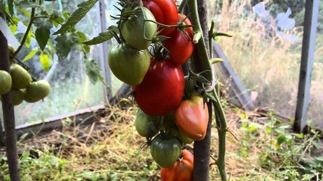 Иностранец родом из Сибири — описание и рекомендации по выращиванию томата «Французский Гроздевой»