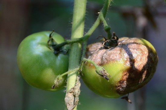Средство от фитофторы на помидорах