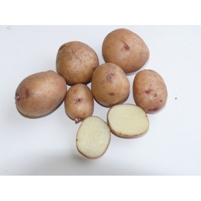 Семенной картофель аврора