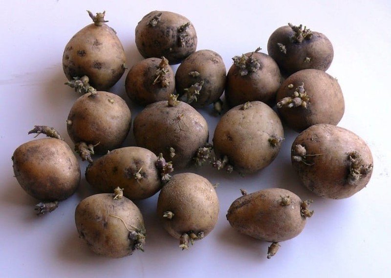 Семенной картофель с ростками