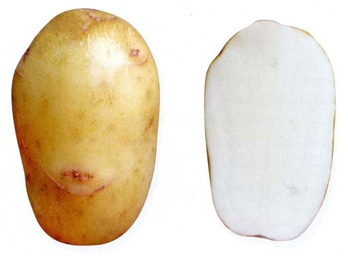 Сорт картофеля дезире