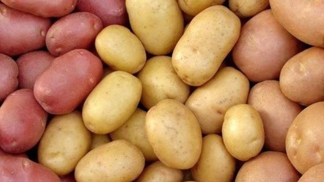 Лучшие сорта картофеля – обзор сортов, отзывы и фото