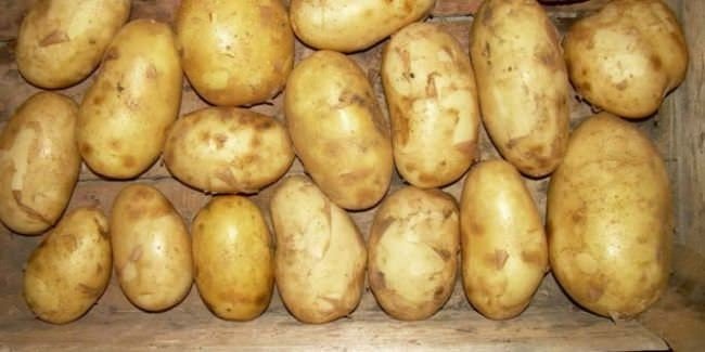 Сорт картофеля бронницкий