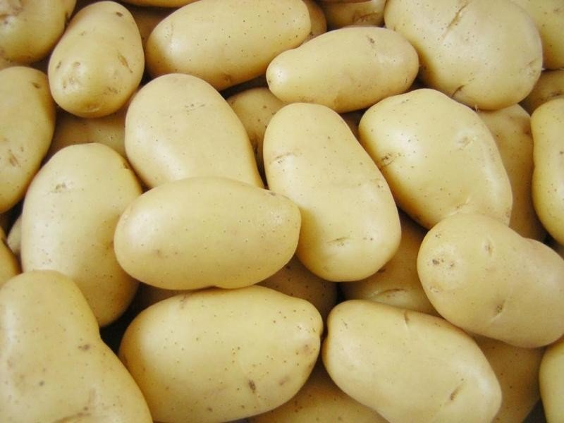 Сорт картофеля гранада