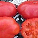 «Мясистый Красавец» — нарядный томат с высокой урожайностью