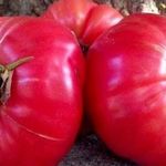 Описание и характеристика сорта томата Детская сладость, его урожайность