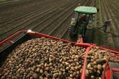 Агропромышленный комплекс картофель