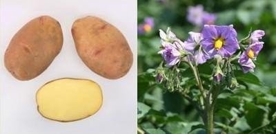 Картофель сорт альвара