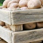 Описание сорта картофеля «Вектор», признанного достижением в работе российских селекционеров