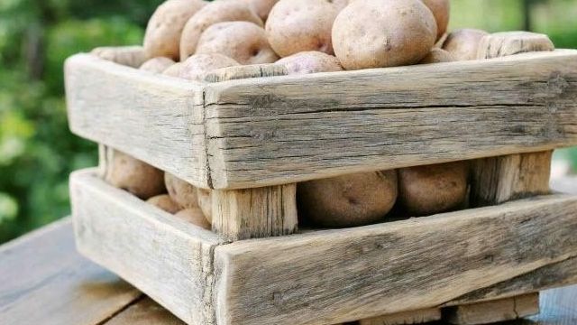Описание сорта картофеля «Вектор», признанного достижением в работе российских селекционеров
