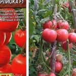 Описание сорта томата Верлиока, особенности выращивания и ухода