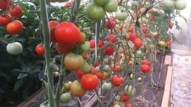 Описание сортов томата и методы их выращивания