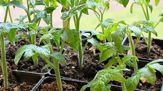 Особенности выращивания и характеристики крупноплодного высокоурожайного сорта томата «Чудо земли»