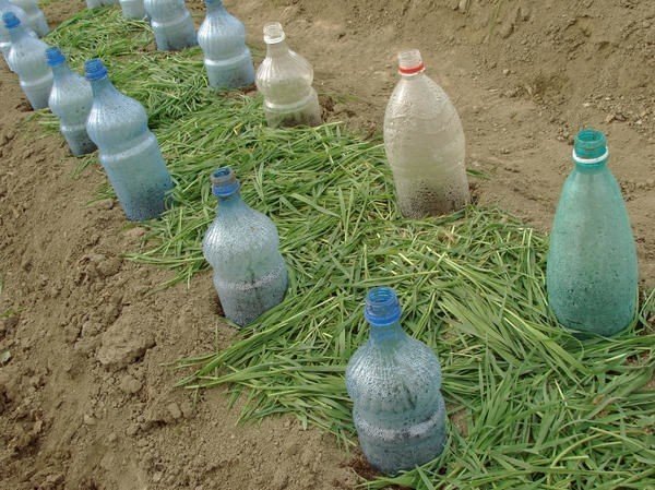 Пластиковые бутылки под рассаду