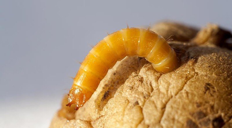 Личинка жука щелкуна