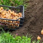 Причины почему картофель плохо растет на огороде