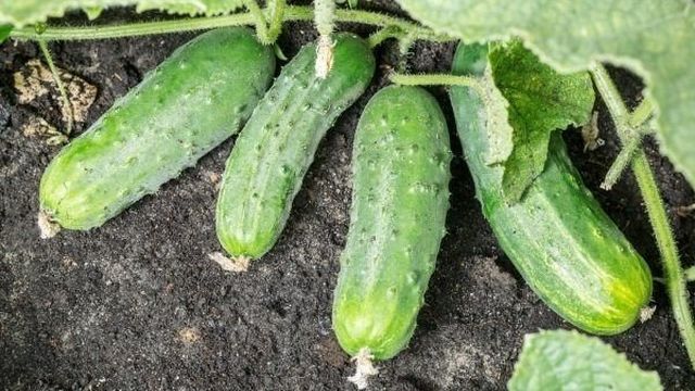 Сорт огурцов Спино: как правильно выращивать и получить хороший урожай?