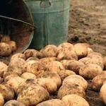 Срок созревания картофеля от посадки до сбора урожая, что такое вегетация